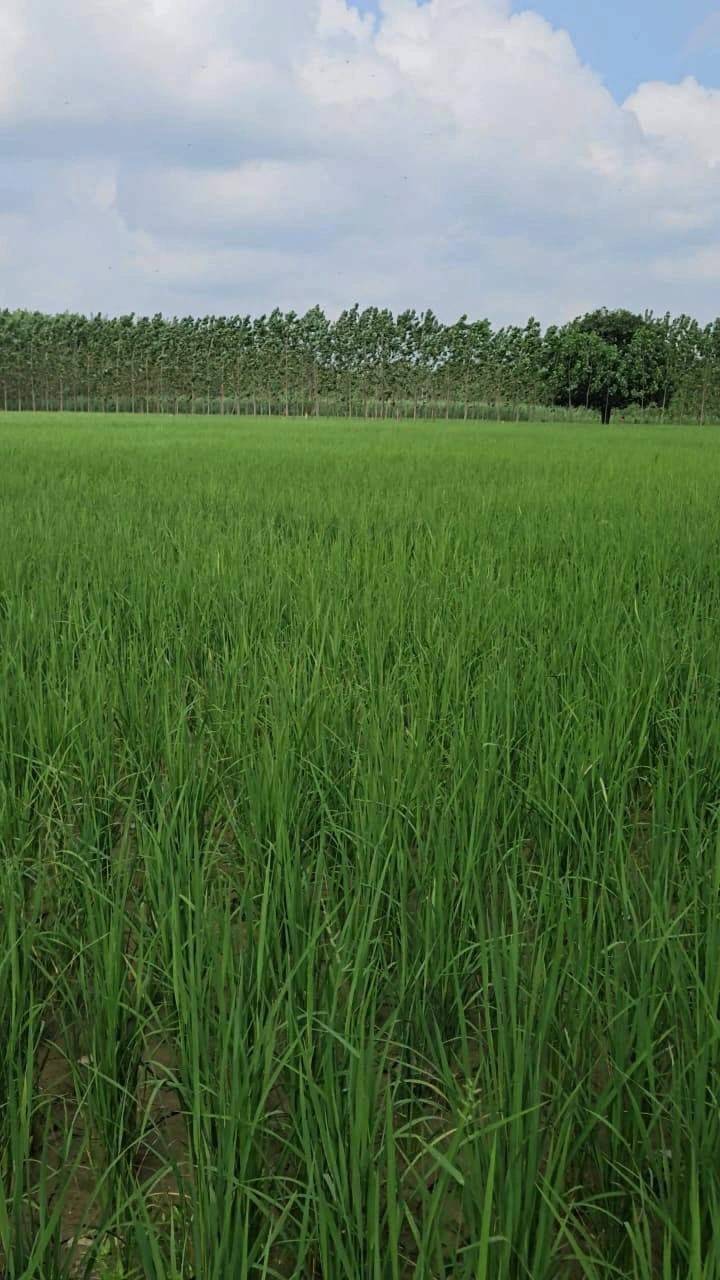 GANGOH ROD NIER GOGA MADHI MANAK MAU SAHARANPUR UTTER PRADESH 247001, Saharanpur, Bani Kheda, Uttar Pradesh 247232, India