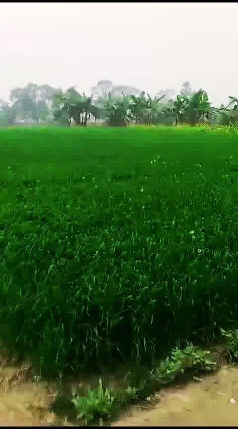 Bhathahi, Bihar, India