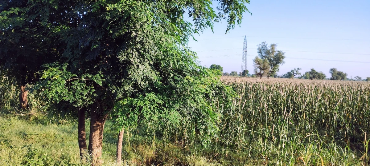 Semli, Rajasthan, India