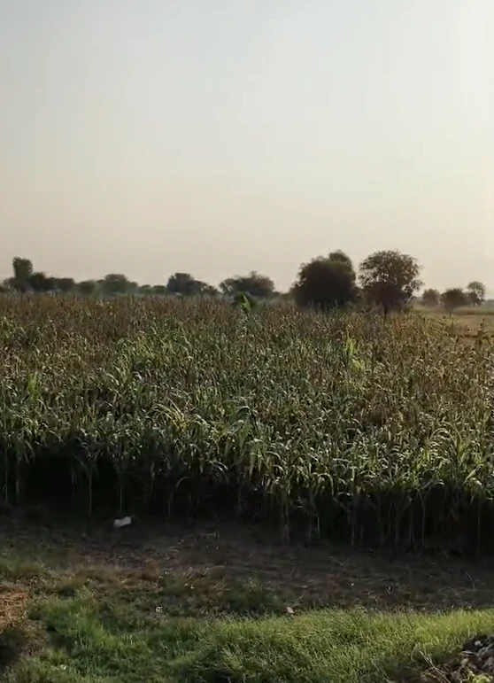 QPX6+PV Kollur, Sangareddy, Telangana, India