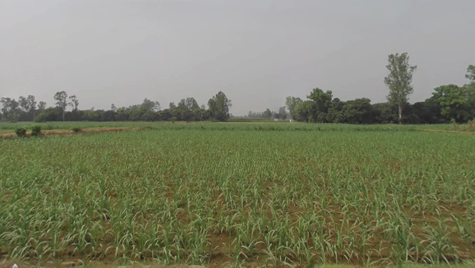 Mawana, Uttar Pradesh, India