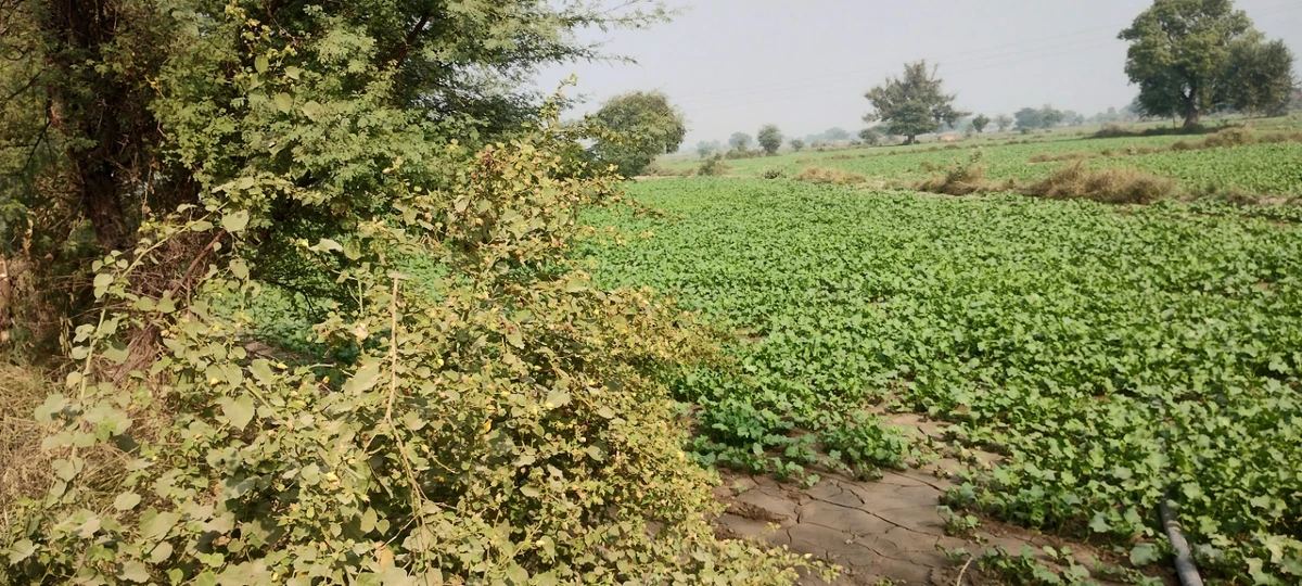 Deeg, Rajasthan 321203, India