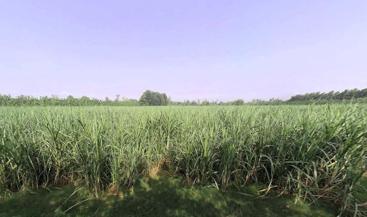 Nakur, Uttar Pradesh 247342, India