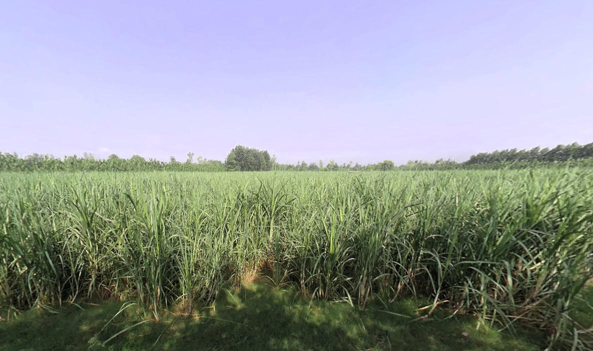 Nakur, Uttar Pradesh 247342, India