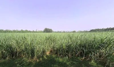 Nakur, Uttar Pradesh 247342, India preview 2