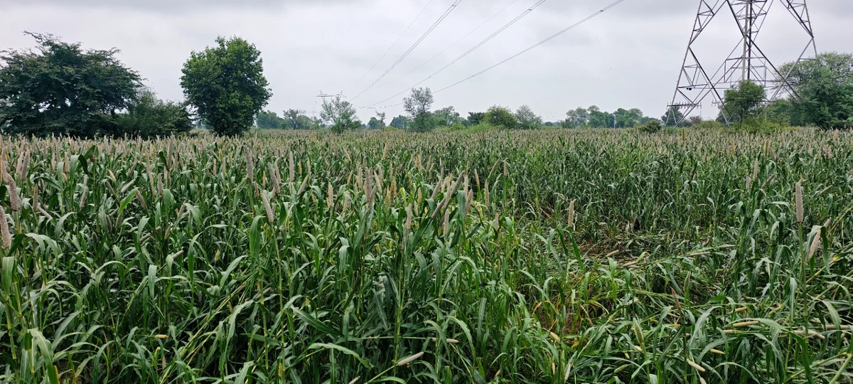 Milkpur, Rajasthan 301026, India