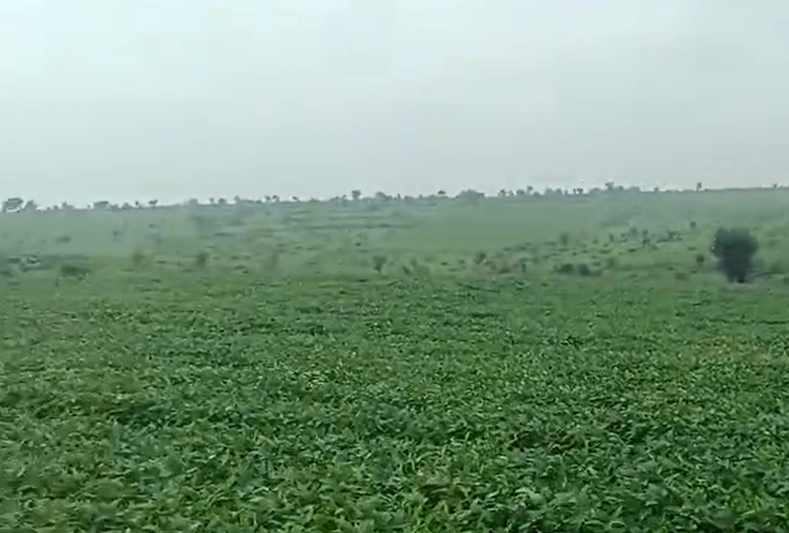 Kalwa, Shajapur, Madhya Pradesh, India