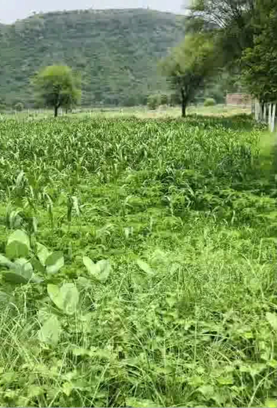 5WP3+HP Rampur Ghoria, Meerut, Uttar Pradesh, India