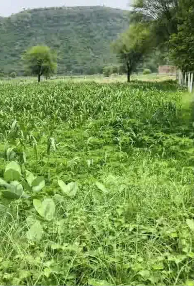 5WP3+HP Rampur Ghoria, Meerut, Uttar Pradesh, India preview 2