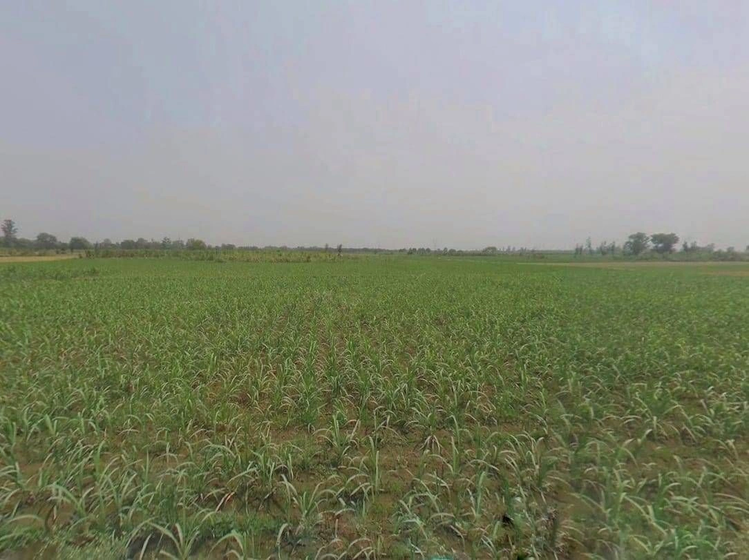 RJ SH 14, Belara Kalan, Rajasthan 321026, India preview 2