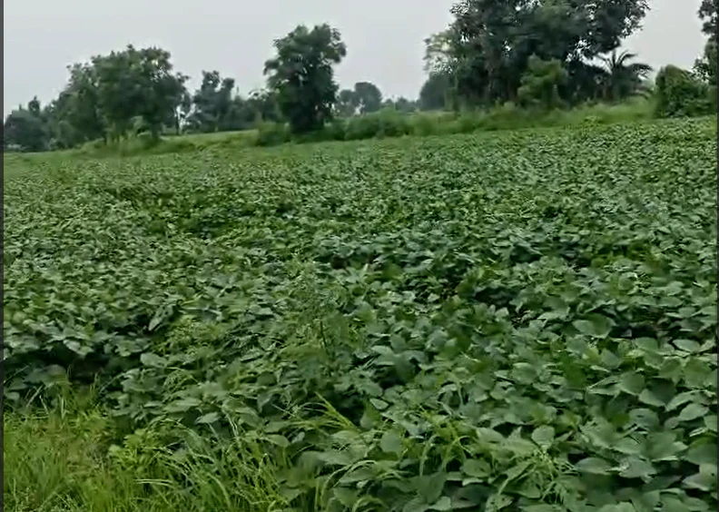 Berchha, Shajapur, Madhya Pradesh 465110, India