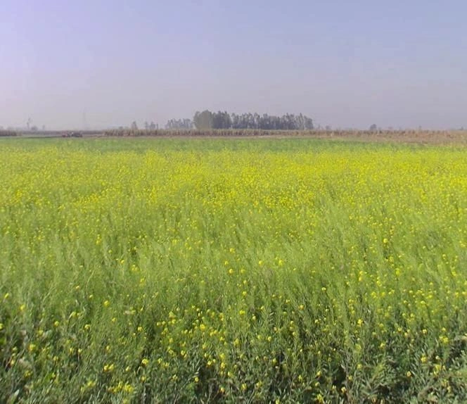 Mawana, Uttar Pradesh, India