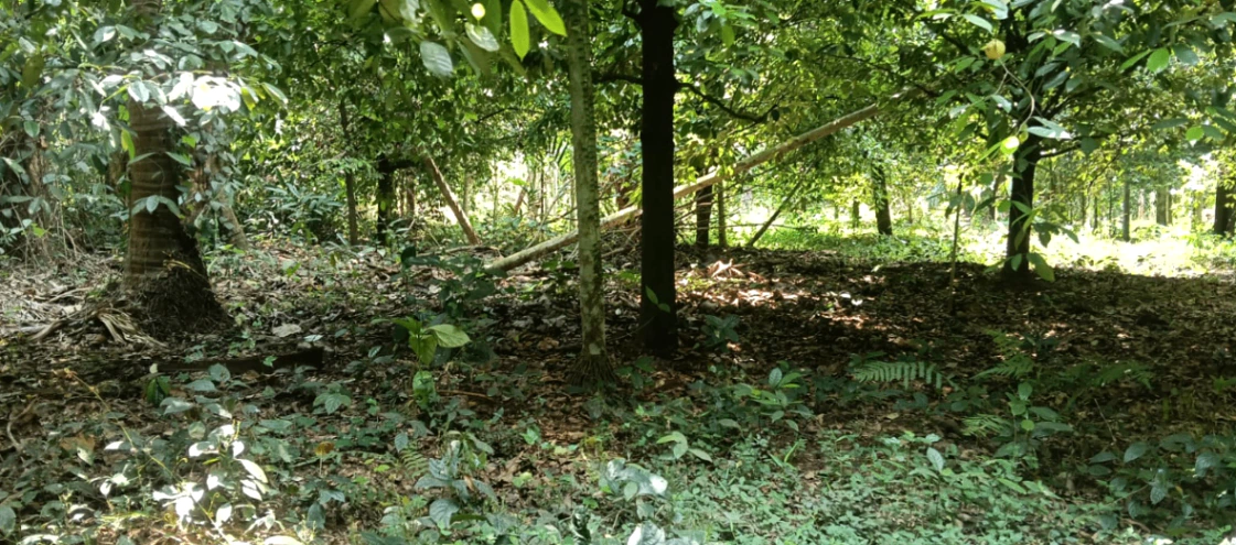 M9R2+HVJ, Meppadam, Chelakkara, Kerala 680586, India