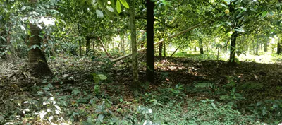 M9R2+HVJ, Meppadam, Chelakkara, Kerala 680586, India preview 3