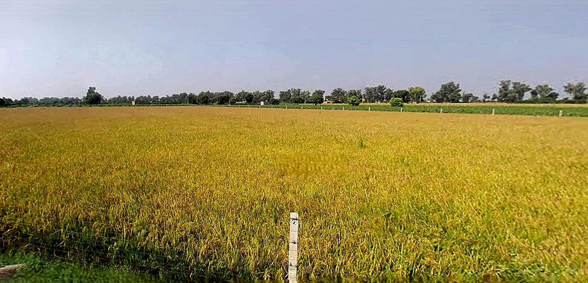 Suratgarh, Rajasthan 335804, India