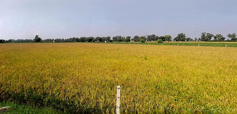 Suratgarh, Rajasthan 335804, India preview 3