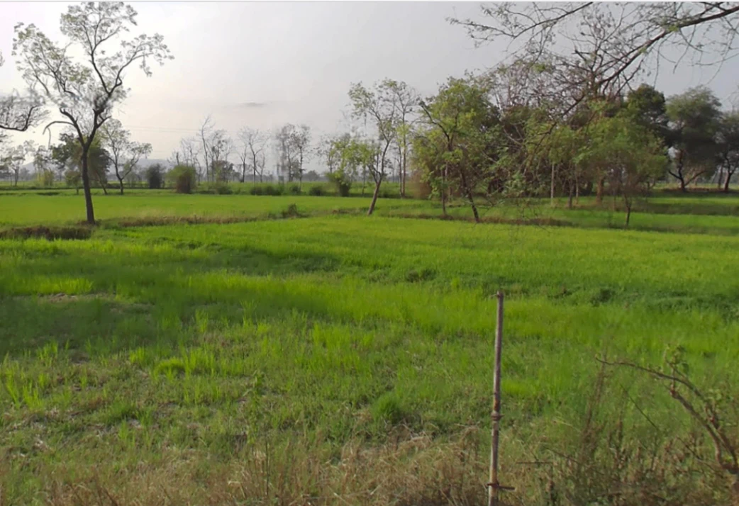 Jewara, Chhattisgarh 495554, India