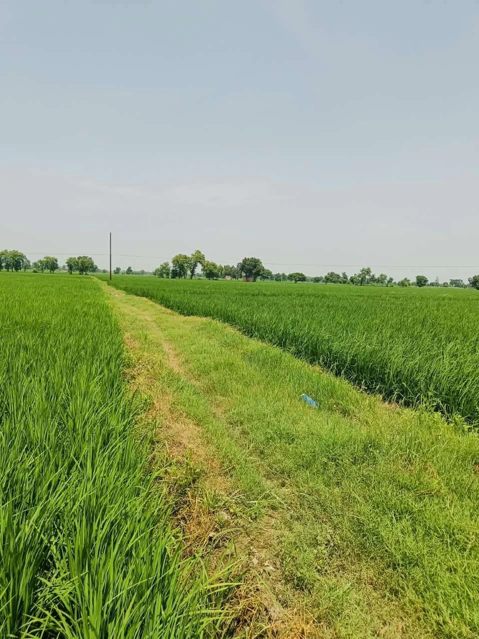 Bajna, Mathura, Uttar Pradesh 281201, India