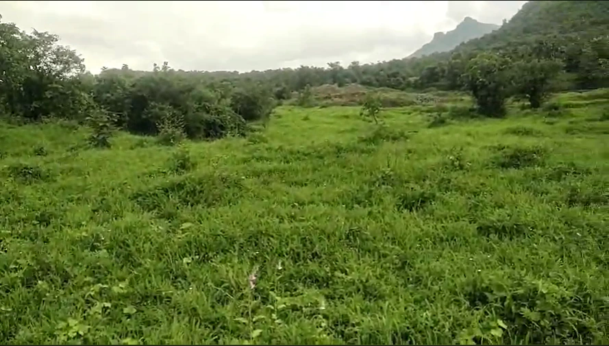 MXW7+XGJ, Palghar, Hamarapur, Maharashtra 421303, India - Photo 3