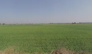 Kolkata, West Bengal, India preview 3