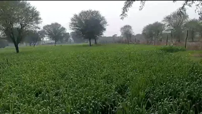 Suratgarh, Sri Ganganagar, Rajasthan 335804, India preview 3