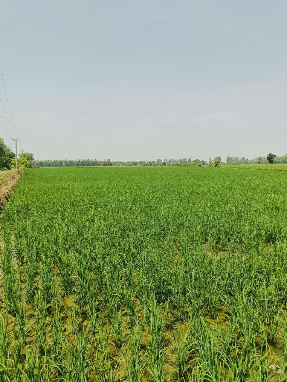 Gora, Mathura, Uttar Pradesh 281404, India