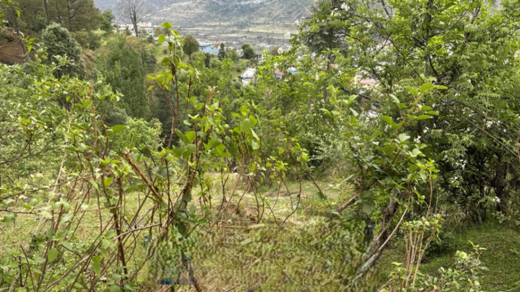 R656+73H, Uttarkashi, Barkot, Uttarakhand 249141, India