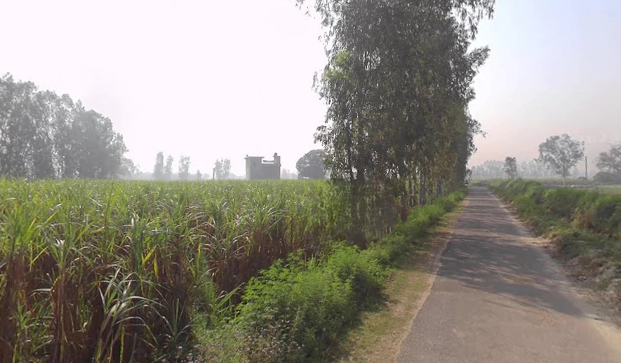 Mawana, Uttar Pradesh, India