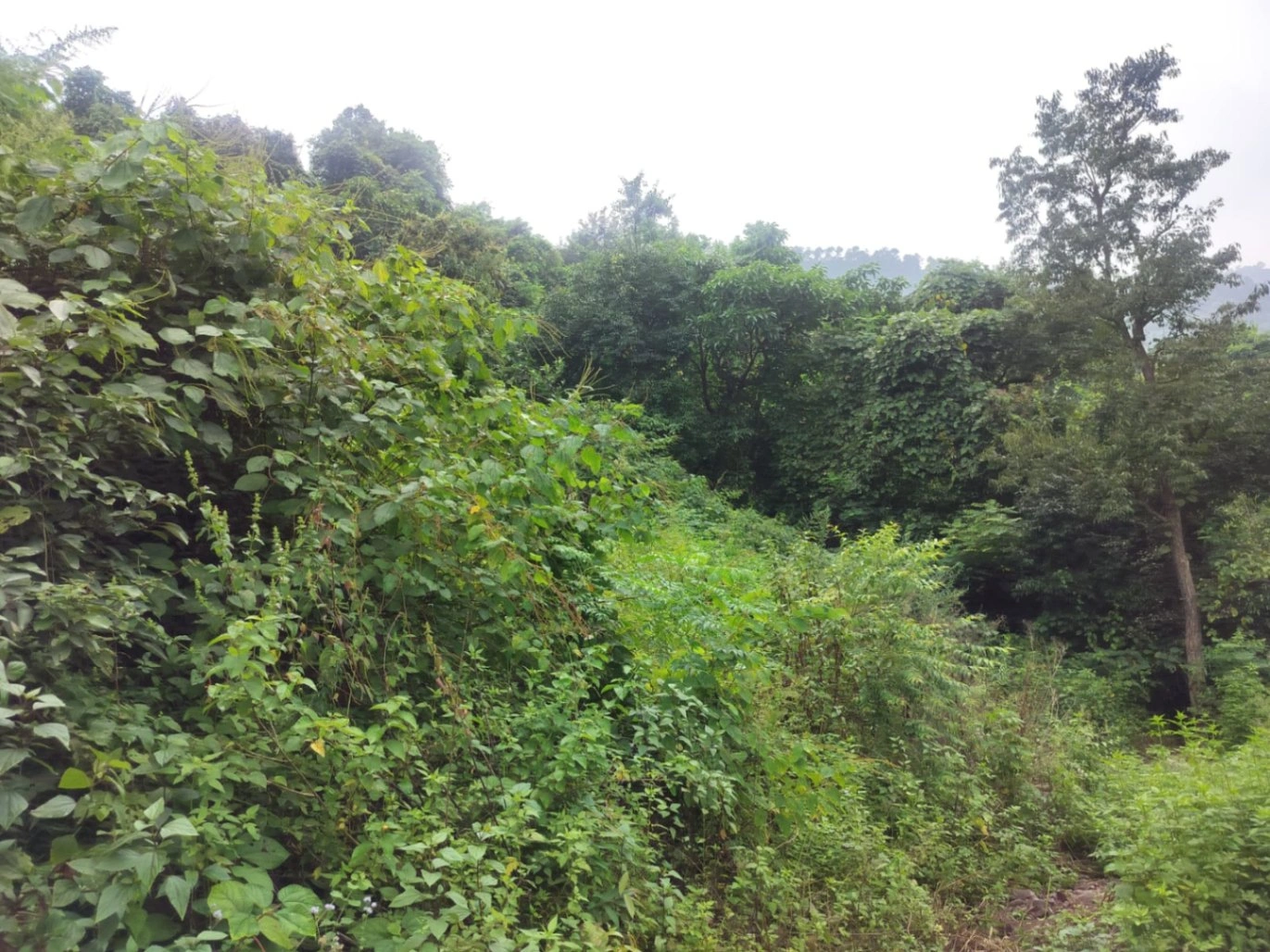 near Jaitak fort, Jamta, Jaitag, Himachal Pradesh 173001, India