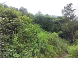 near Jaitak fort, Jamta, Jaitag, Himachal Pradesh 173001, India preview 4