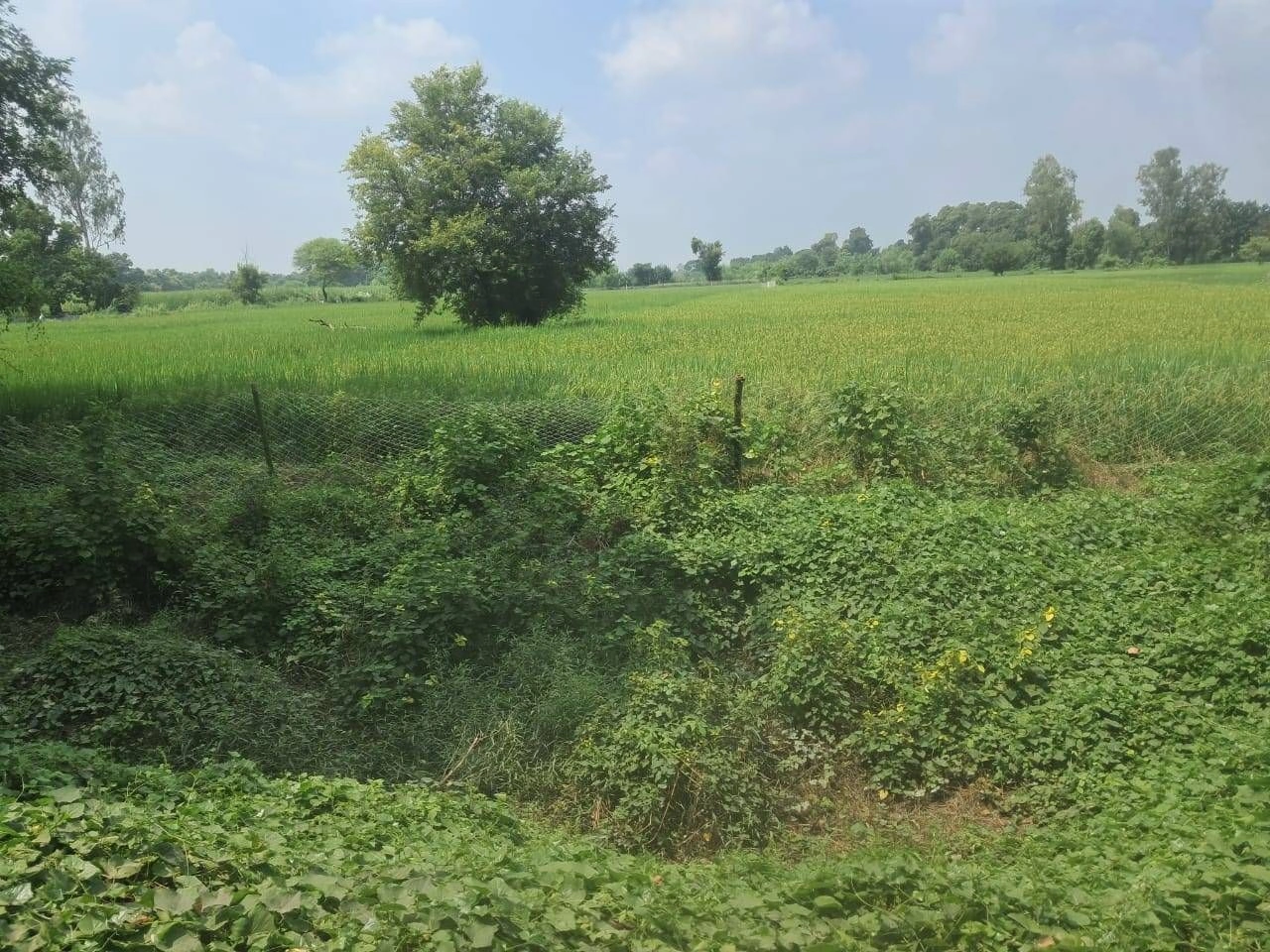 M64Q+MJ Moharram Pur Arti, Ayodhya, Uttar Pradesh, India