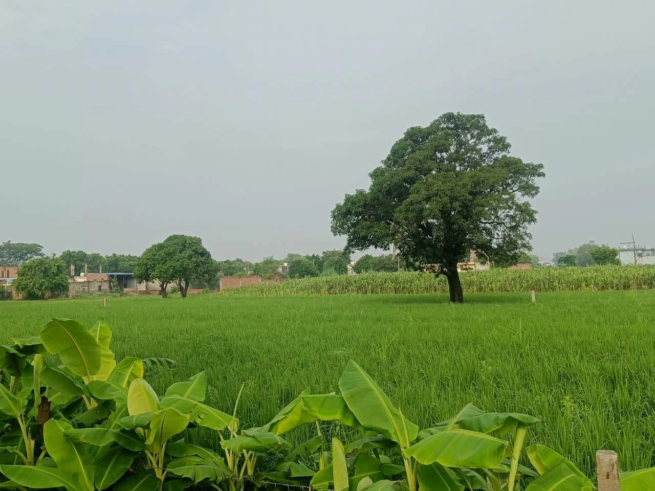 Abhaipura Banger, Mathura, Uttar Pradesh 281203, India