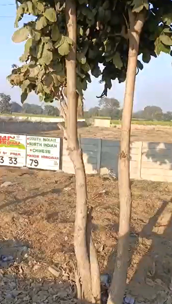 HJ7Q+R45, Allhepur, Uttar Pradesh 281003, India