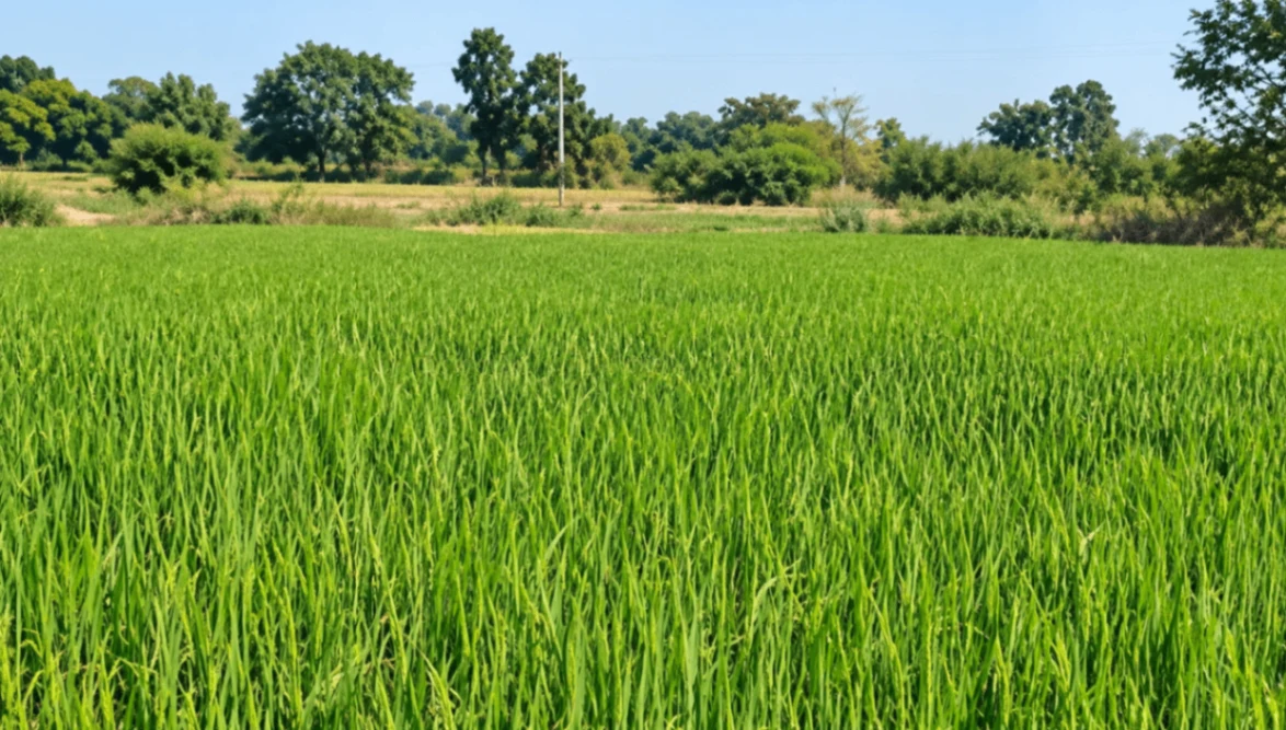 Kewali, Patna, Bihar 804453, India