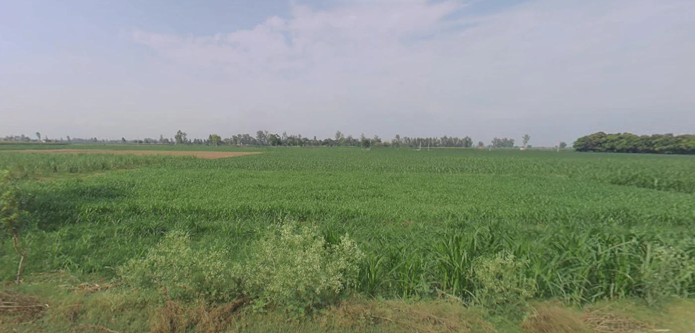 Dhanaura, Uttar Pradesh 244231, India