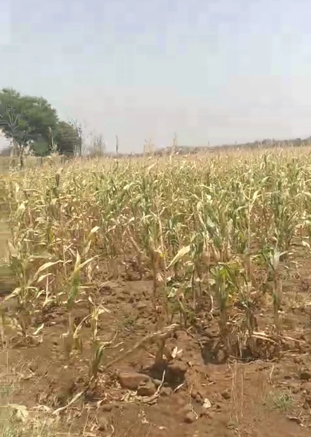 24G6+J26, Khargone, Sagadiyaw, Madhya Pradesh, India