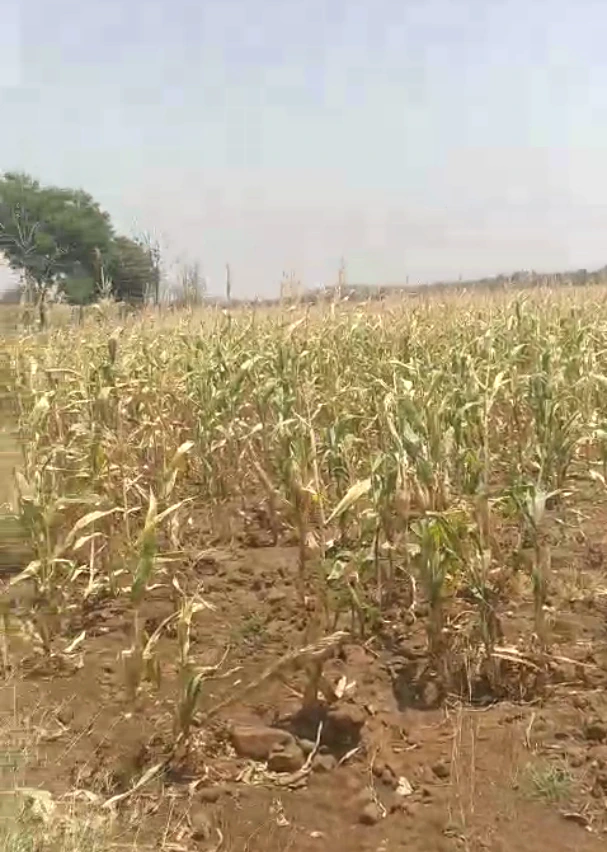 24G6+J26, Khargone, Sagadiyaw, Madhya Pradesh, India
