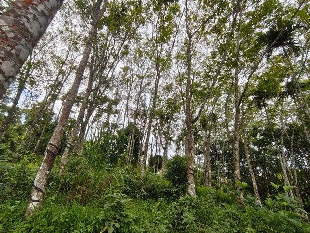 Meenangadi, Kerala, India