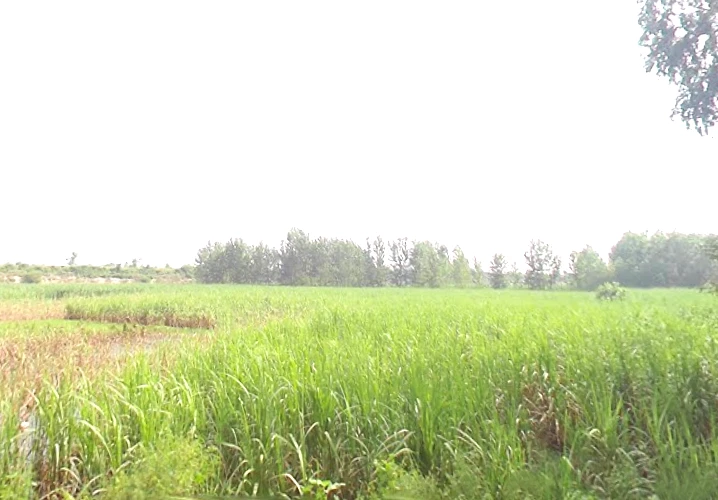 7J5M+7CW, Mirzapur Pole, Uttar Pradesh 247121, India