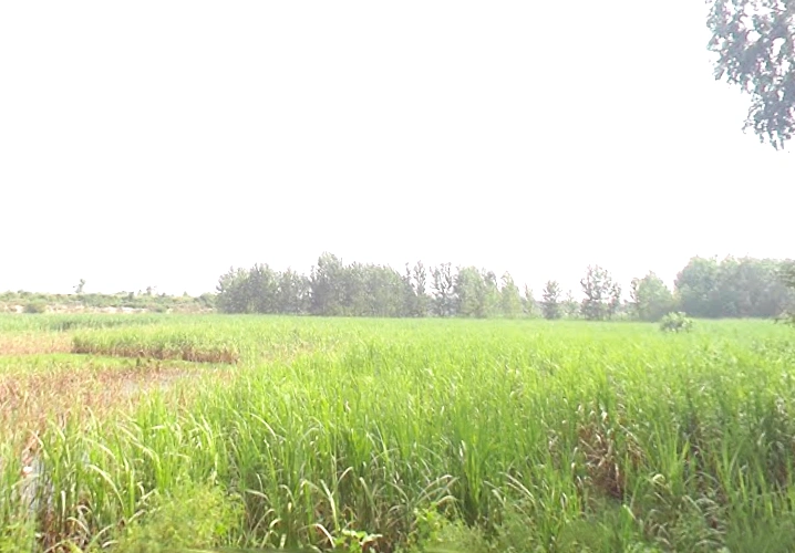 7J5M+7CW, Mirzapur Pole, Uttar Pradesh 247121, India