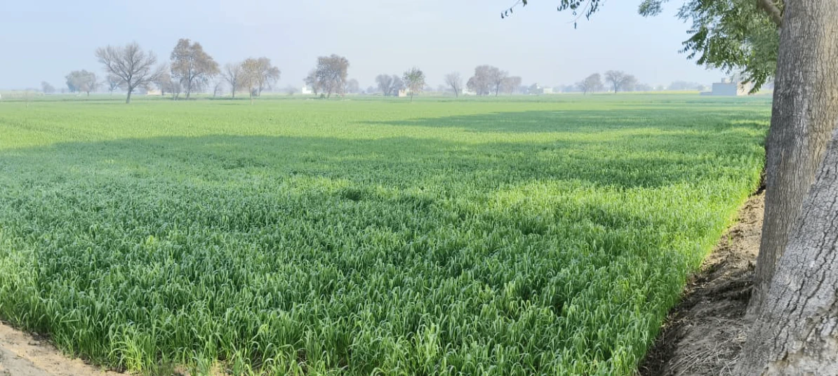 7WFP+7P Sarhali Kalan, Tarn Taran, Punjab, India