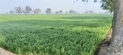 7WFP+7P Sarhali Kalan, Tarn Taran, Punjab, India preview 2