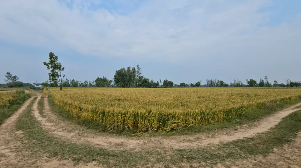 Raymajra, Punjab 147103, India