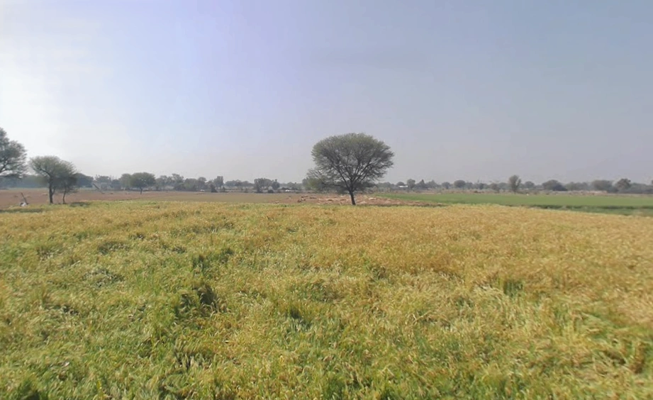 Bahadurpur, Rajasthan 301409, India