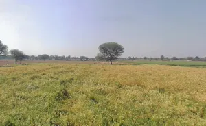 Bahadurpur, Rajasthan 301409, India preview 2