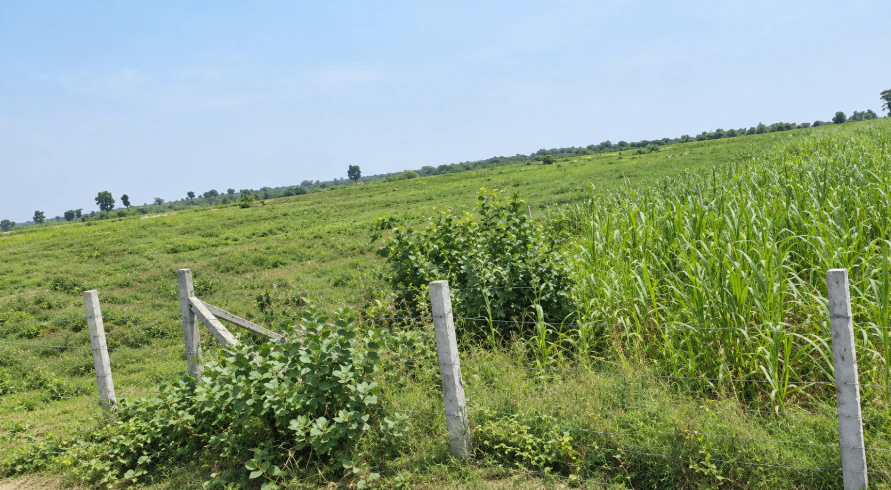 9P56+H9 Loharwara, Tonk, Rajasthan, India