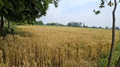 51, Shivpuri, Nohri Kalan, Madhya Pradesh 473638, India preview 3