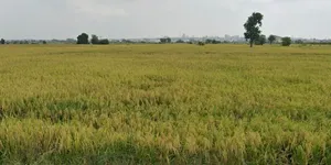 4FXV+2MR, NH 46, Indus Towne, Ratanpur Sadak, Bhopal, Madhya Pradesh 462047, India preview 3