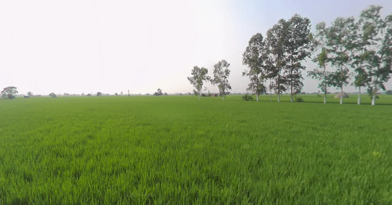 Sanour, Sheesh Mahal Enclave, Patiala, Punjab 147001, India preview 3