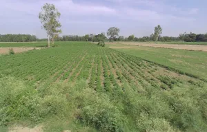 Q2XF+9CC, Shahabad Gate Rd, Mohsin -E- Azam Colony, Civil Lines, Rampur, Uttar Pradesh 244901, India preview 3